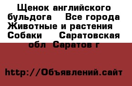 Щенок английского бульдога  - Все города Животные и растения » Собаки   . Саратовская обл.,Саратов г.